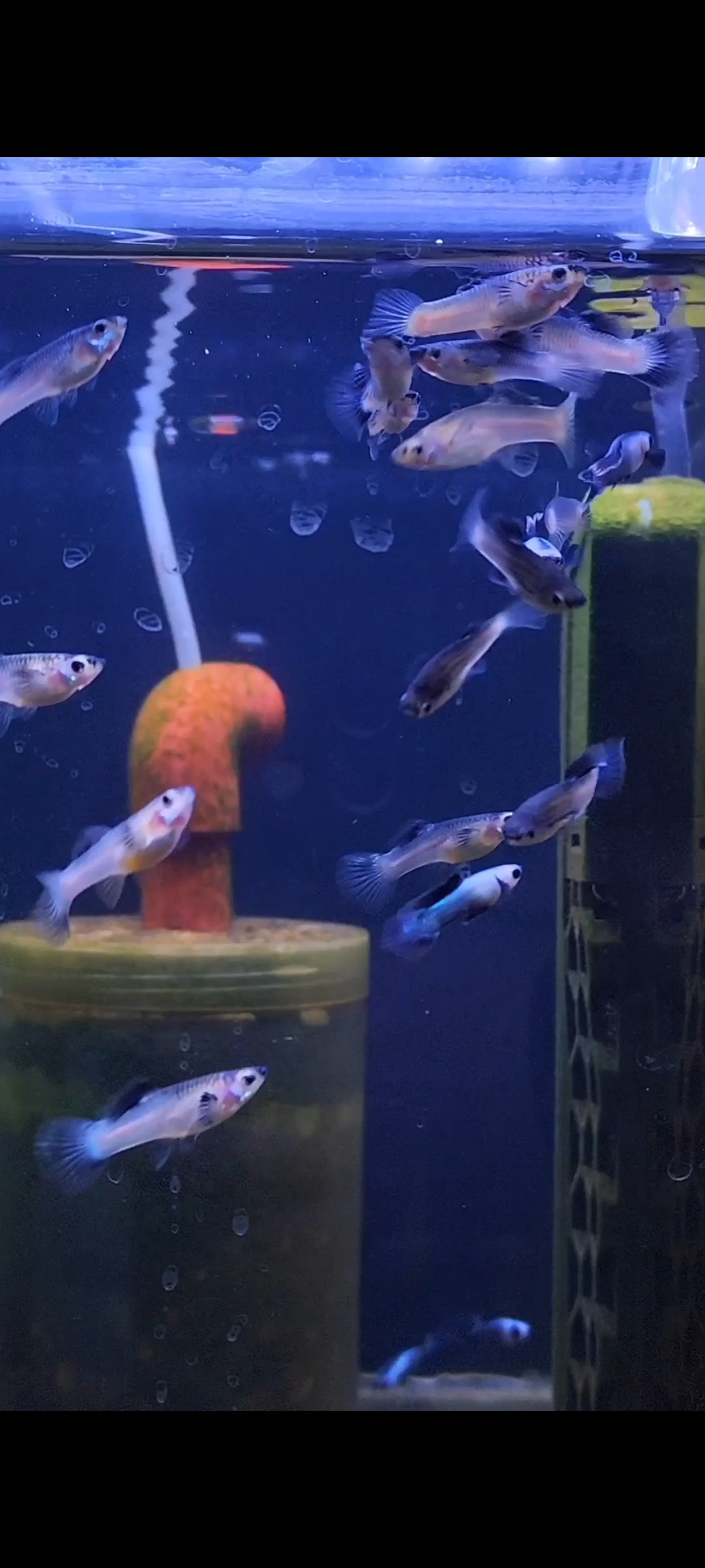 熊猫孔雀鱼